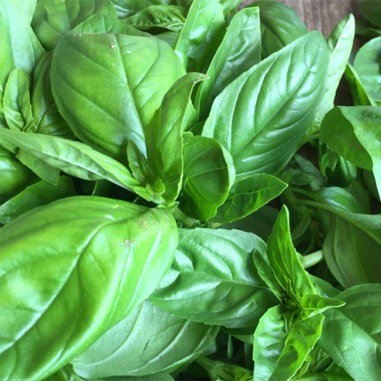 Organic BASIL Fresh