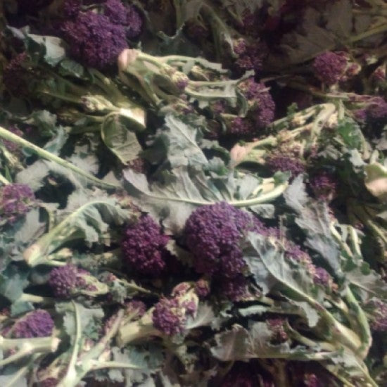 Organic BROCCOLI Purple SPROUTING